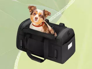 The 8 Best Dog Car Seats and Restraints, Tested With Real Dogs