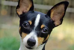 Toy Fox Terrier