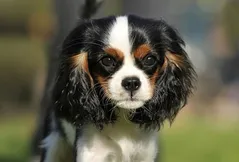 English Toy Spaniel