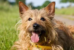 Cairn Terrier