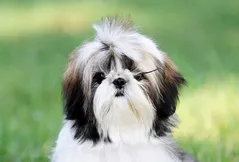 Shih Tzu