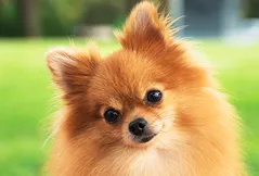 Pomeranian