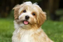 Havanese