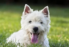 West Highland White Terrier