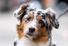 Australian Shepherd