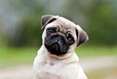 Pug