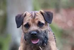 Border Terrier