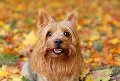 Silky Terrier