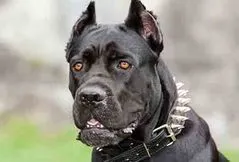 Cane Corso