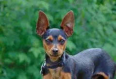 Miniature Pinscher