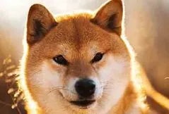 Shiba Inu