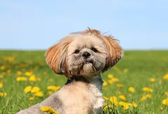 Lhasa Apso