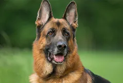 German Shepherd