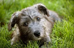 Glen of Imaal Terrier