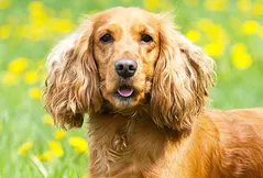 Cocker Spaniel