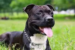 American Staffordshire Terrier