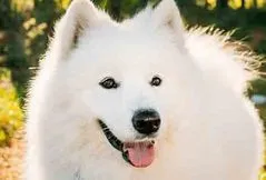 Samoyed