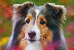 Shetland Sheepdog