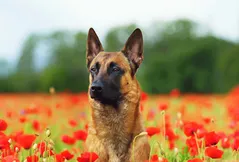 Belgian Malinois