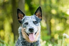 Australian Cattle Dog