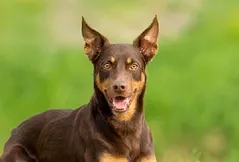 Australian Kelpie