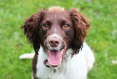 English Springer Spaniel