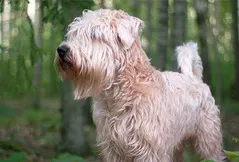 Soft Coated Wheaten Terrier