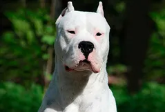 Dogo Argentino