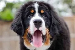 Bernese Mountain Dog