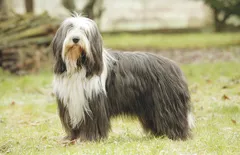 Bearded Collie