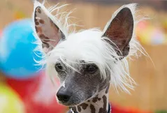 Chinese Crested