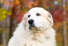 Great Pyrenees