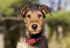 Airedale Terrier