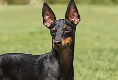 Manchester Terrier (Toy)