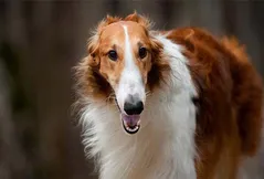 Borzoi