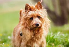 Australian Terrier