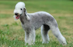 Bedlington Terrier