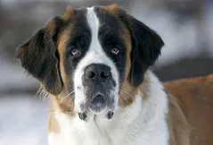 Saint Bernard