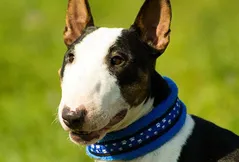 Miniature Bull Terrier