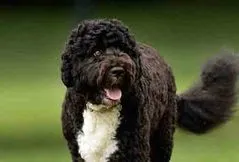 Portuguese Water Dog