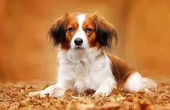 Nederlandse Kooikerhondje