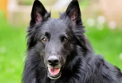 Belgian Sheepdog