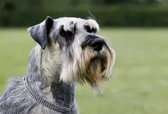 Standard Schnauzer