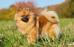 German Spitz