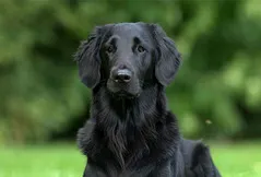 Flat-Coated Retriever