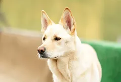 Jindo