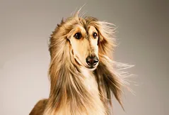 Afghan Hound