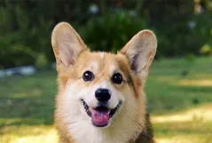 Cardigan Welsh Corgi