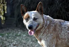 Australian Stumpy Tail Cattle Dog