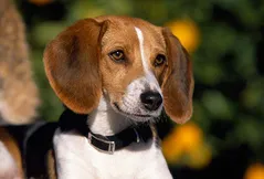 American Foxhound